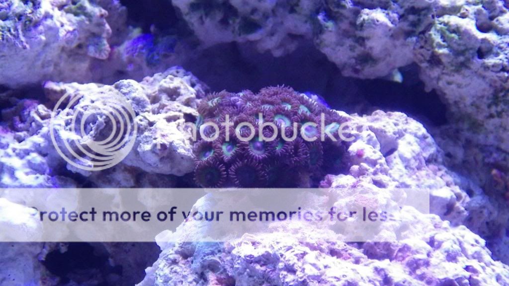 90 gallon reef tank Michigan Reefers