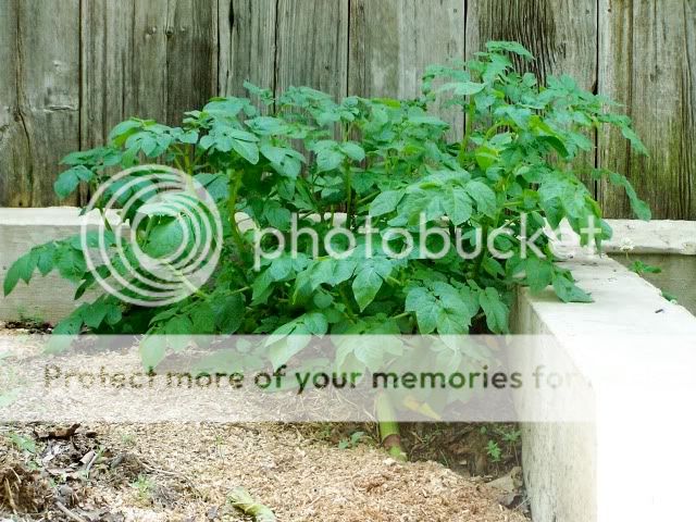 Extreme Composting - Homesteading Questions