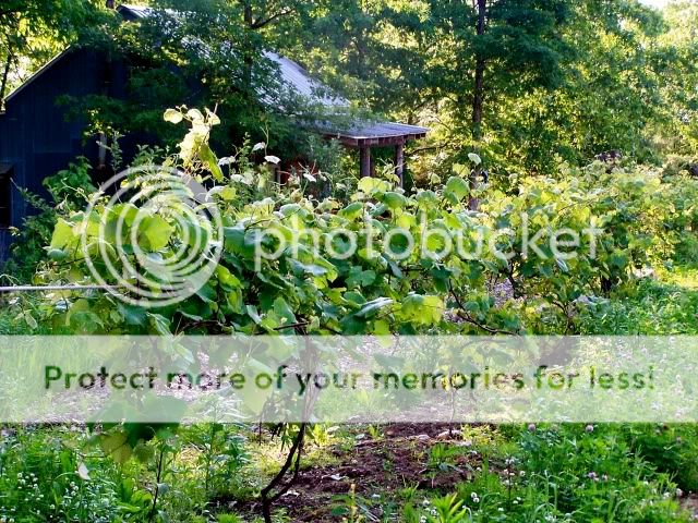 Extreme Composting - Homesteading Questions