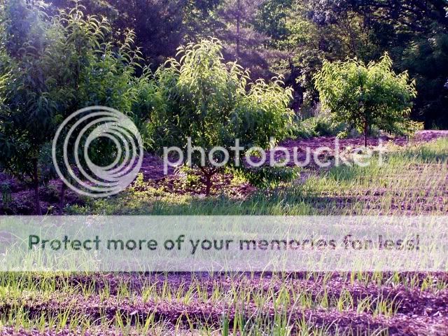 Extreme Composting - Homesteading Questions