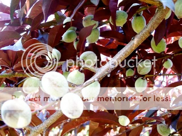 Extreme Composting - Homesteading Questions