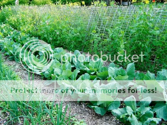 Extreme Composting - Homesteading Questions