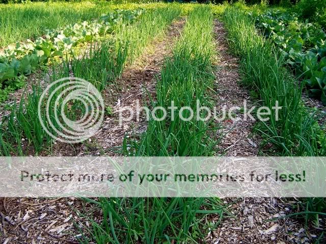 Extreme Composting - Homesteading Questions