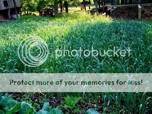 Extreme Composting - Homesteading Questions