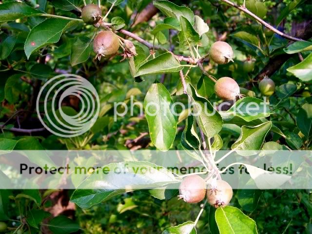 Extreme Composting - Homesteading Questions