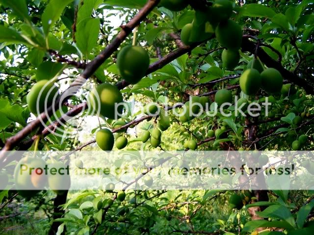 Extreme Composting - Homesteading Questions