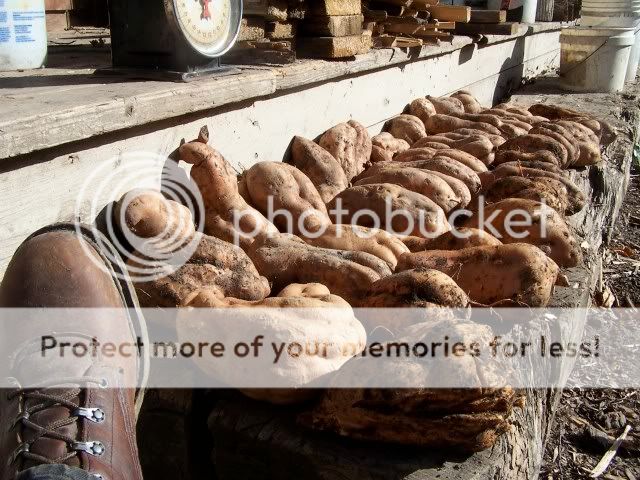 Extreme Composting - Homesteading Questions