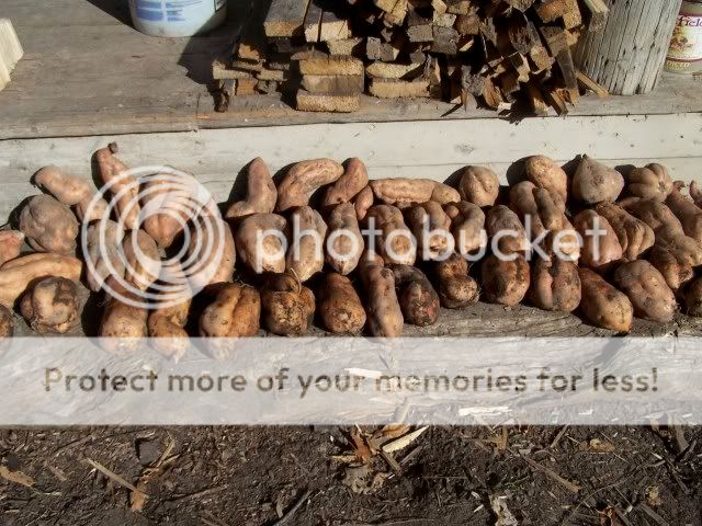 Extreme Composting - Homesteading Questions