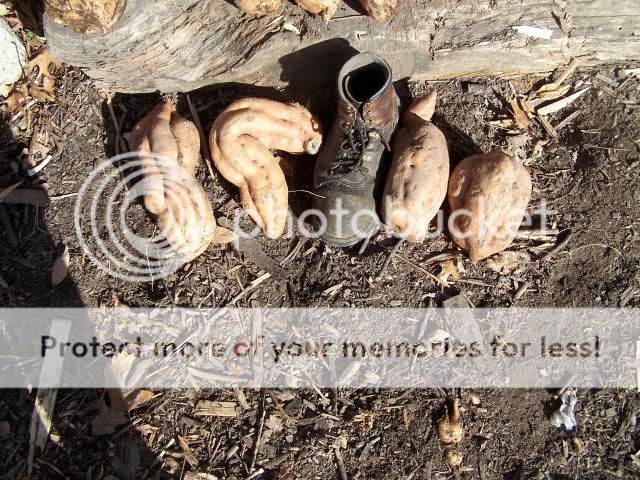 Extreme Composting - Homesteading Questions