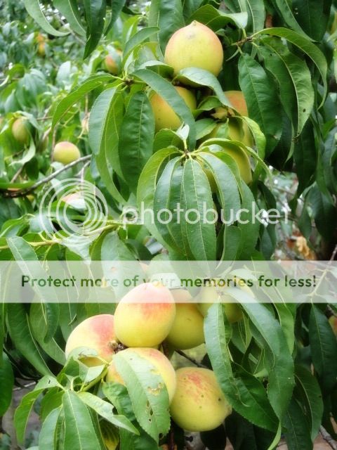 Extreme Composting - Homesteading Questions