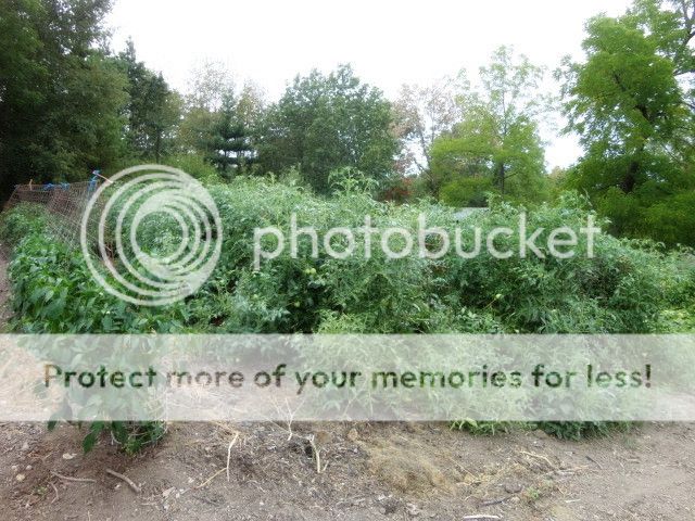 Extreme Composting - Homesteading Questions