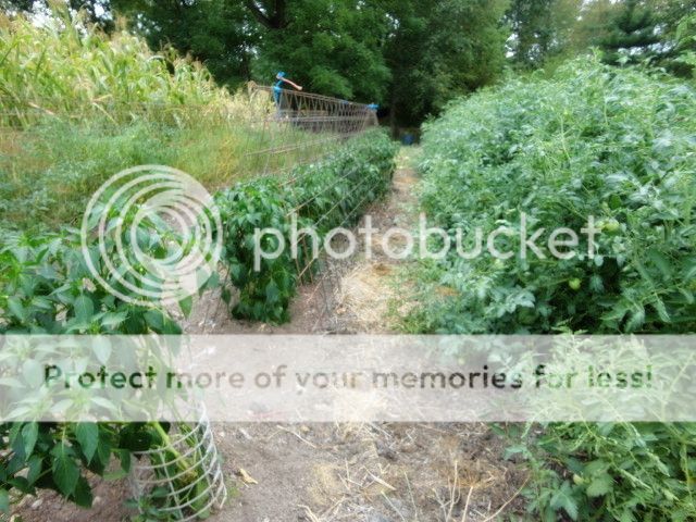 Extreme Composting - Homesteading Questions