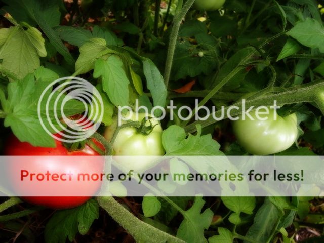 Extreme Composting - Homesteading Questions