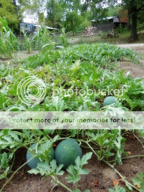 Extreme Composting - Homesteading Questions