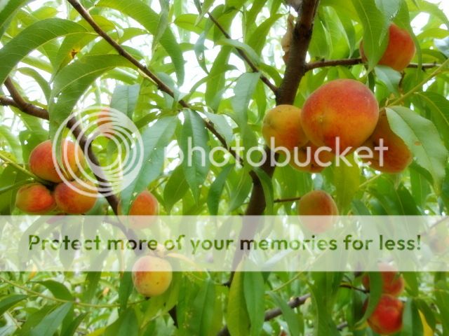 Extreme Composting - Homesteading Questions