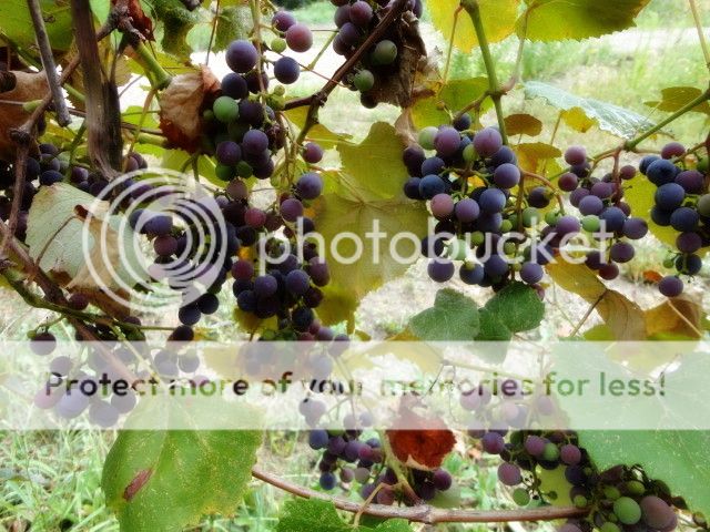 Extreme Composting - Homesteading Questions