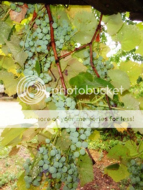 Extreme Composting - Homesteading Questions