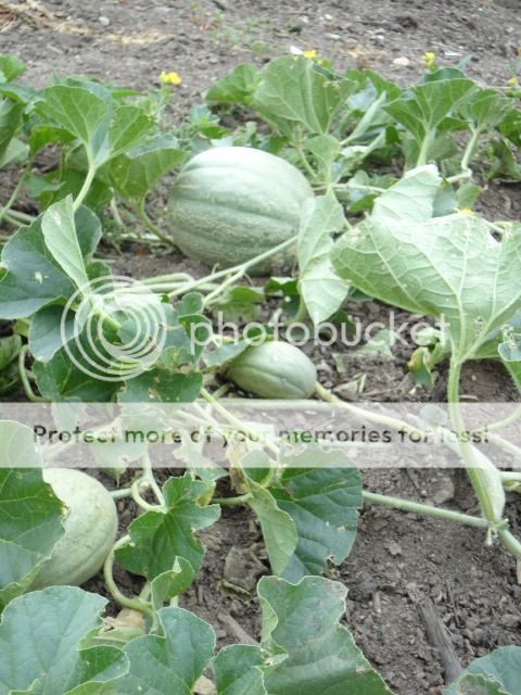 Extreme Composting - Homesteading Questions