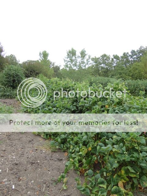 Extreme Composting - Homesteading Questions