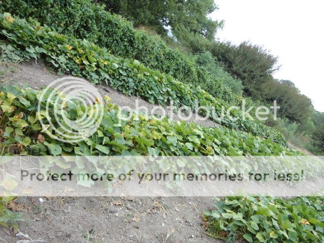 Extreme Composting - Homesteading Questions