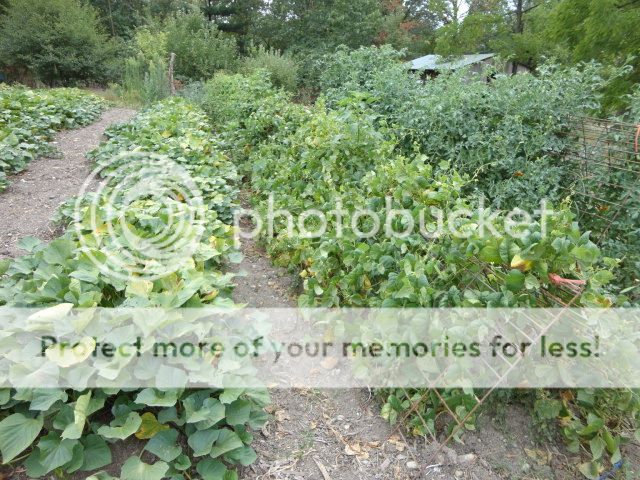 Extreme Composting - Homesteading Questions