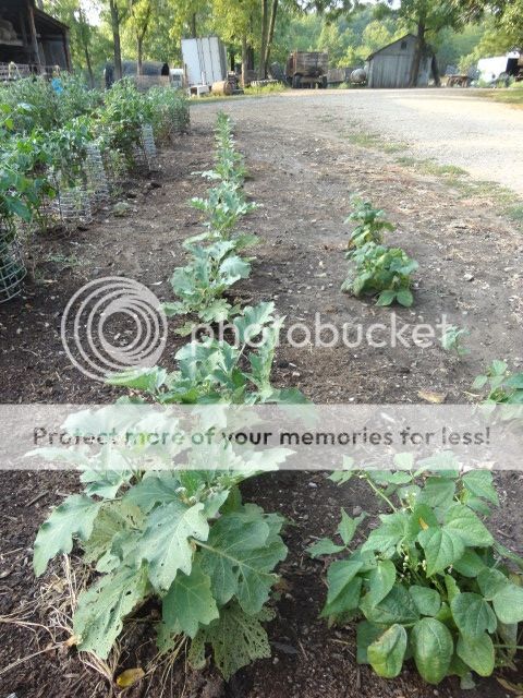 Extreme Composting - Homesteading Questions