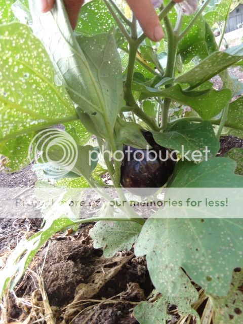 Extreme Composting - Homesteading Questions