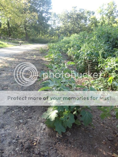Extreme Composting - Homesteading Questions