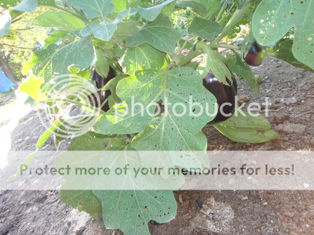 Extreme Composting - Homesteading Questions