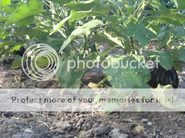 Extreme Composting - Homesteading Questions