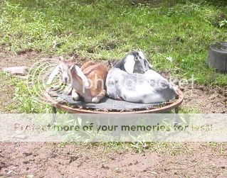 Goatie pics! - Goats