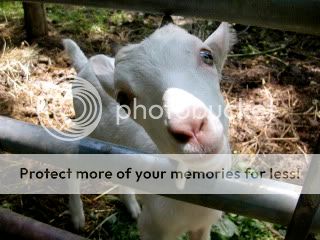 Goatie pics! - Goats