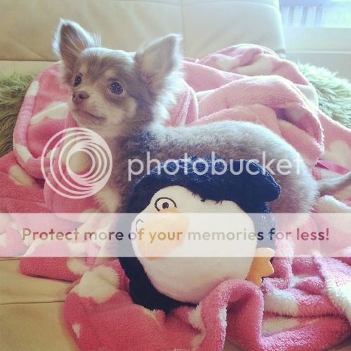  photo 09_zps953b6122.jpg