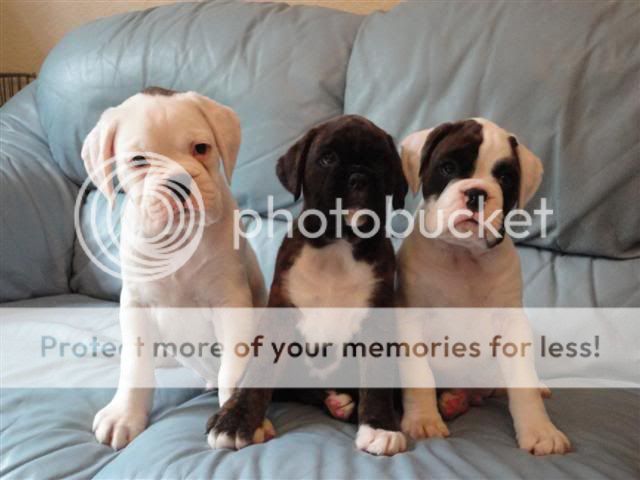 Is Eukanuba Good Dog Food For Boxers Is Eukanuba Good Dog Food For Boxers